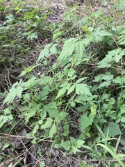 Cardiospermum halicacabum