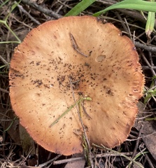 Clitopilus