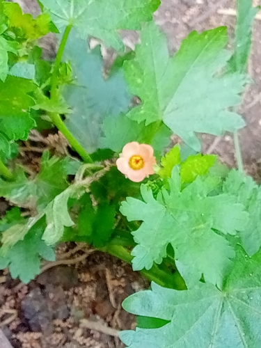 Modiola caroliniana