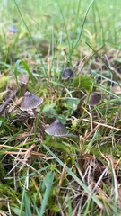 Mycena leptocephala