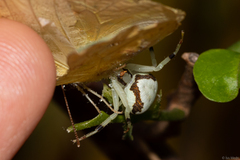 Thomisidae
