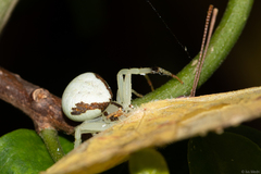Thomisidae