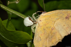 Thomisidae