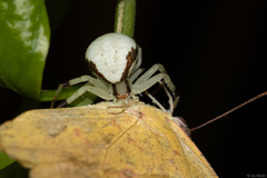 Thomisidae
