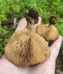 Clitopilus