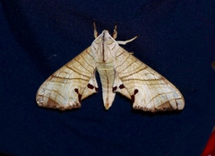 Marumba sperchius