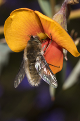 Bombyliinae