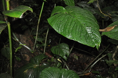 Anthurium intactum