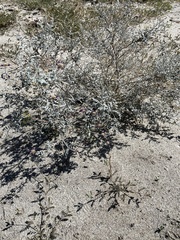 Psorothamnus emoryi emoryi