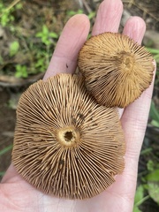 Clitopilus