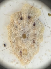 Fissurella barbadensis