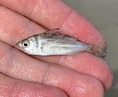 Eucinostomus