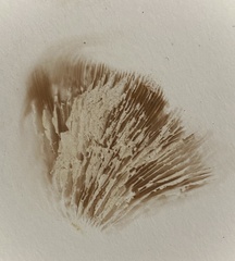 Clitopilus