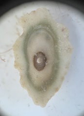 Fissurella barbadensis