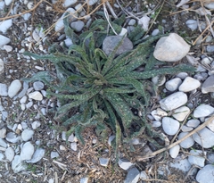 Echium vulgare pustulatum