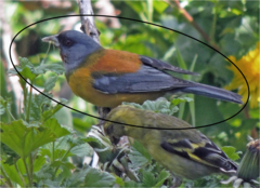 Phrygilus patagonicus