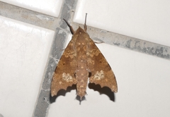 Smerinthulus perversa