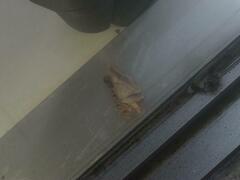 Polydesma boarmoides