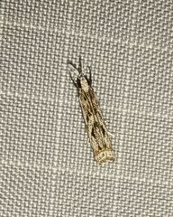 Microcrambus
