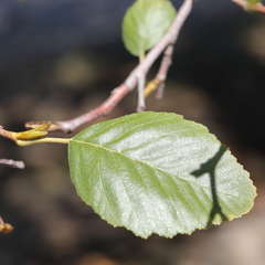 Alnus rhombifolia