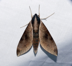 Acosmerycoides harterti