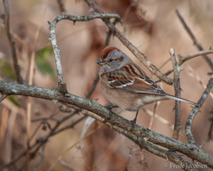 Spizelloides arborea