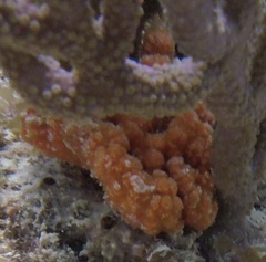 Ptilocaulis walpersii