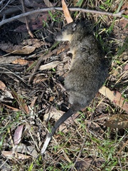 Hydromys chrysogaster