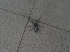 Anoplophora macularia
