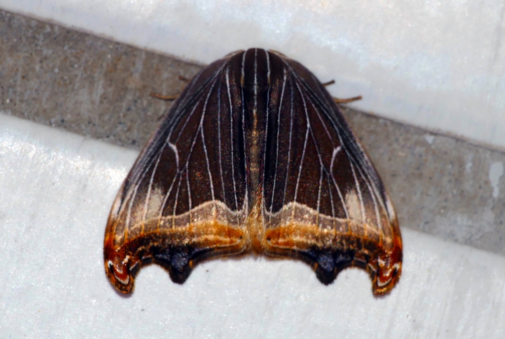 Didymana
