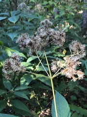 Eutrochium purpureum