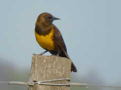 Pseudoleistes virescens