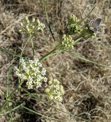 Asclepias subverticillata