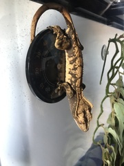 Correlophus ciliatus