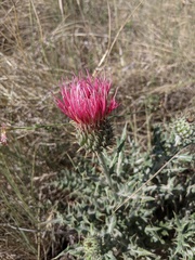 Cirsium ochrocentrum