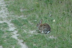 Oryctolagus cuniculus