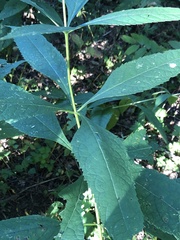 Eutrochium purpureum