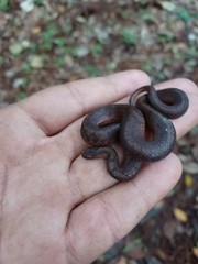 Storeria storerioides