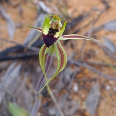 Caladenia stricta