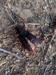 Prionus californicus