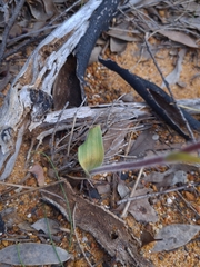 Caladenia stricta