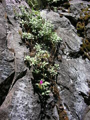 Penstemon rupicola