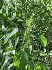 Acalypha neomexicana