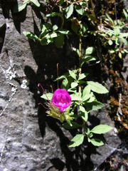 Penstemon rupicola
