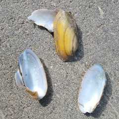 Unio pictorum