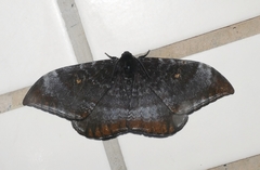 Cyclidia orciferaria