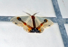 Macrocilix mysticata