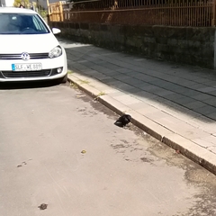 Unio pictorum