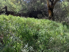 Acalypha neomexicana