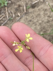 Sisymbrium altissimum